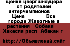 щенки цвергшнауцера от родителей интерчемпионов,   › Цена ­ 35 000 - Все города Животные и растения » Собаки   . Хакасия респ.,Абакан г.